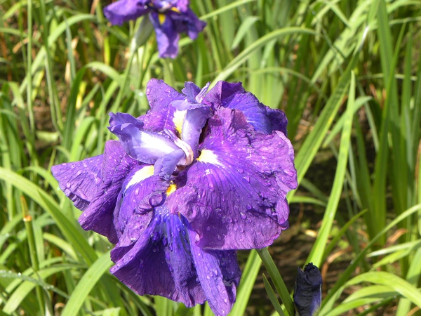 花菖蒲