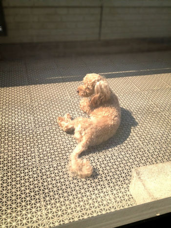 ひなたぼっこ~♪