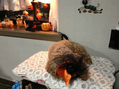 グリちゃん