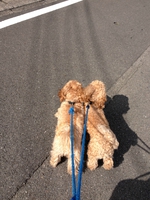 ぐりとシロ♪