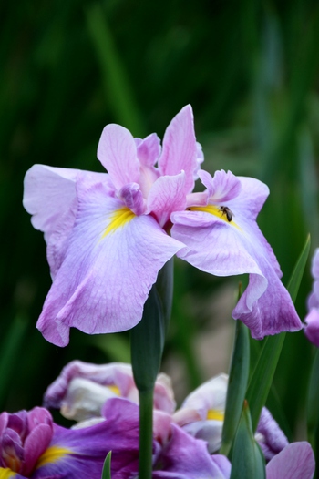 神楽女湖の花菖蒲②～♪