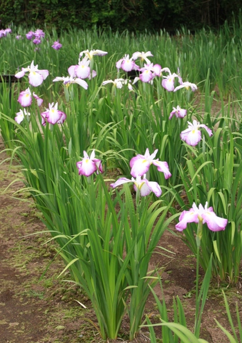 神楽女湖の花菖蒲②～♪
