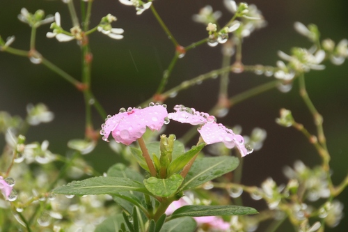 雨。。。