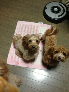 ミーアちゃん