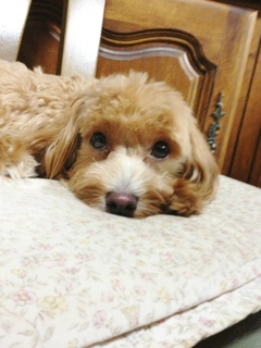 ミーアちゃん