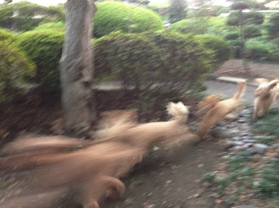ドッグラン♪