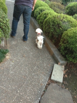 ドッグラン♪
