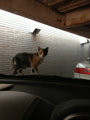 三毛猫さん＾＾