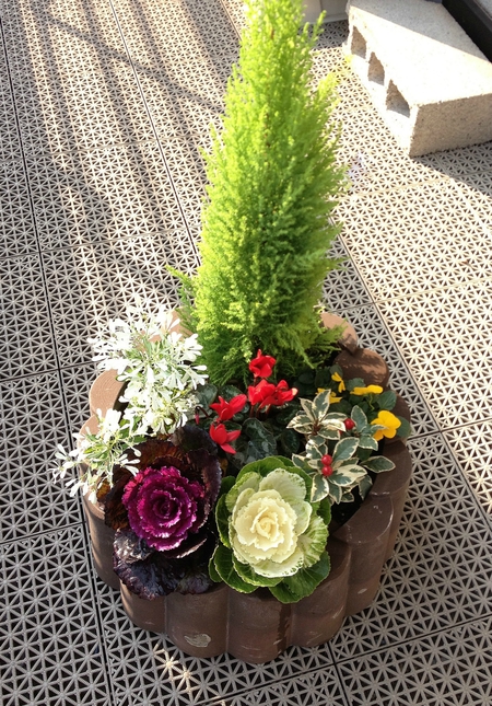寄せ植え（お正月）♪
