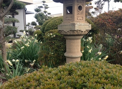 日本水仙♪