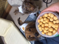 ワンクッキー♫