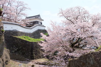 お花見