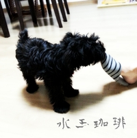 格闘中。