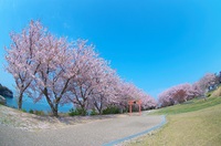 粟嶋公園の桜 2020 2020/04/12 17:27:27