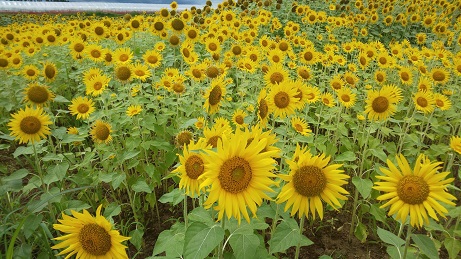 豊後大野のひまわり