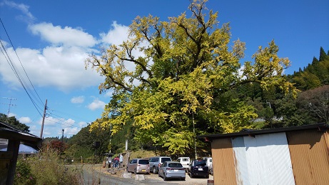 下城の大イチョウ