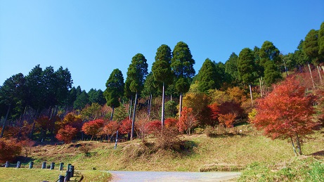 県民の森