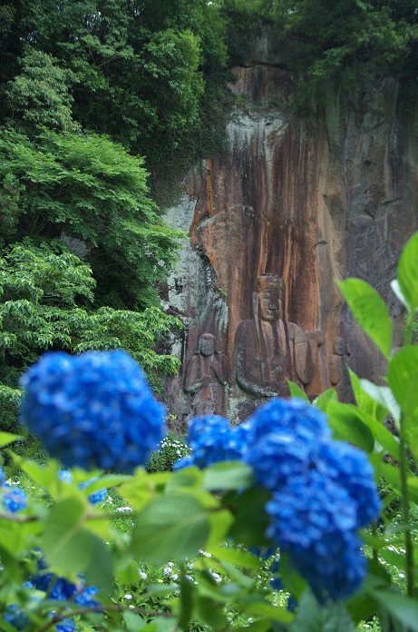 普光寺のアジサイ　2020