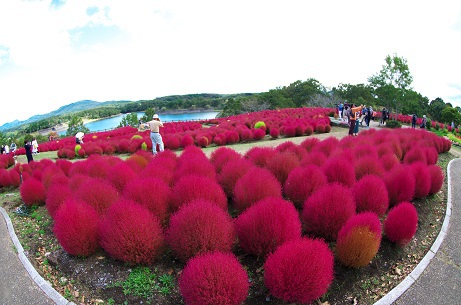 紅葉したコキア 紅葉したコキア