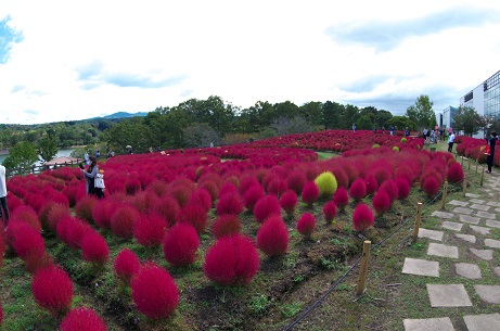 紅葉したコキア 紅葉したコキア