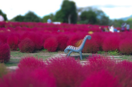 紅葉したコキア 紅葉したコキア