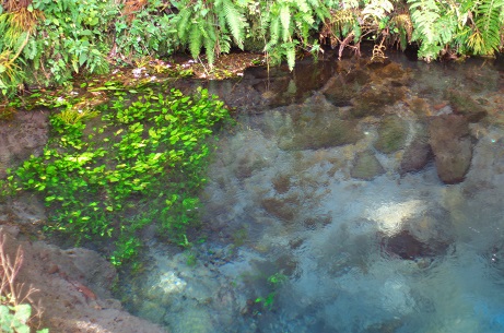 きれいな水！