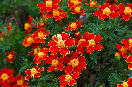 君の名は？ではなく、花の名は？