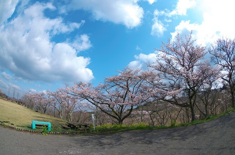 咲け咲け桜！