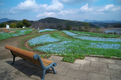 農業文化公園のネモフィラ