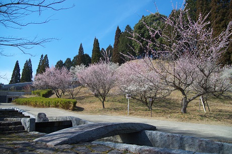 朝倉文夫記念館の梅
