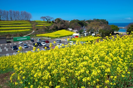長崎鼻の菜の花