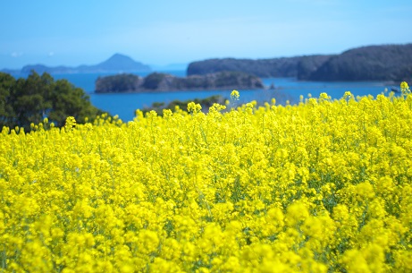 長崎鼻の菜の花