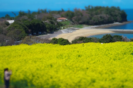 長崎鼻の菜の花