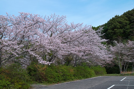 野津原グラウンドの桜