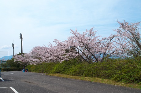 野津原グラウンドの桜