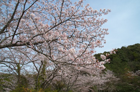 野津原グラウンドの桜