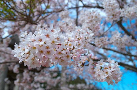 雲ヶ背岳展望台の桜