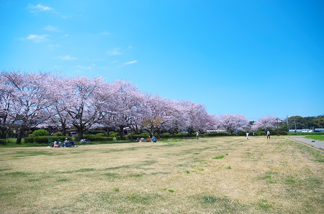 豊後国分寺の桜