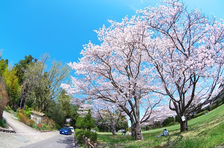 豊後国分寺の桜