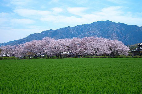 豊後国分寺の桜