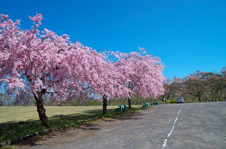 平成森林公園 しだれ桜