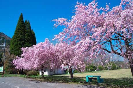 平成森林公園 しだれ桜