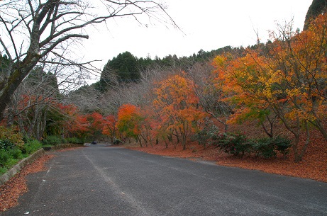 並石ダムの紅葉
