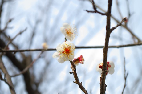 朝倉記念館の梅、まだ！
