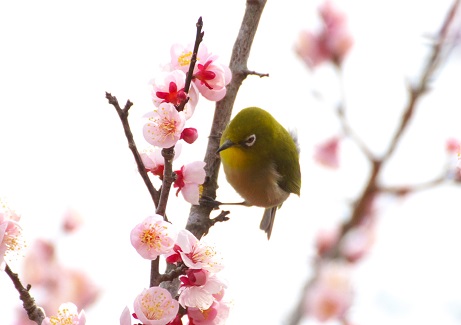 るるパークの梅