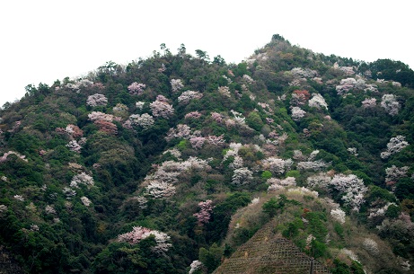 山桜