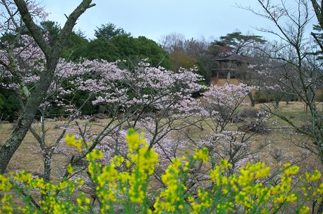 県民の森の桜　2023