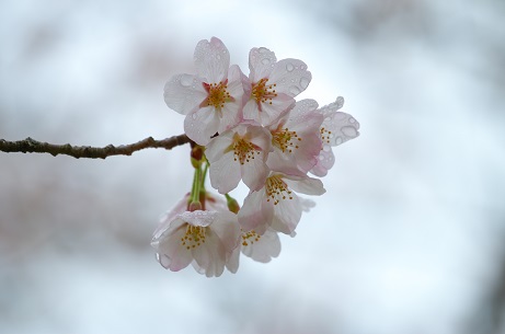 県民の森の桜　2023
