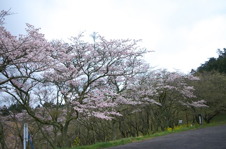 県民の森の桜　2023