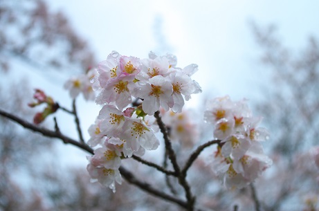 県民の森の桜　2023